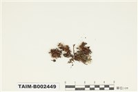 藏品(狗牙苔)的圖片